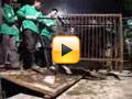China Bear Rescue 拯救黑熊，弃用熊胆 (华语版)